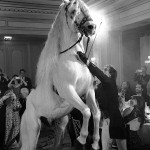Un cheval à hôtel Fourdeasons, Paris, France